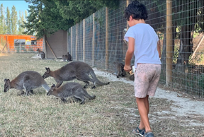 Wallaby-arche-de-meo-enfants-vacance